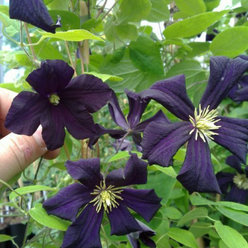 CHUXAY GARDEN 25 Seeds Dark Purple Clematis Seed,Clematis 'Romantika',Late Large-Flowered Clematis Rare Dark Flowers Beautiful Potted Plants CHUXAY GARDEN 25 Seeds Dark Purple Clematis Seed,Clematis 'Romantika',Late Large-Flowered Clematis Rare Dark Flowers Beautiful Potted Plants