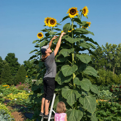 CHUXAY GARDEN Helianthus Annuus Seed,Yellow Giant Sunflower 10 Seeds Huge Sunflower Up to 3m Edible Fruit Ornamental Plants Grow Fast