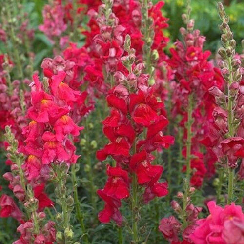 CHUXAY GARDEN 100 Seeds Rocket Red Snapdragon Seed,Northern Lights Dragon Flowers,Snapdragons,Linaria Maroccana Rare Red Flowering Plant Beautiful Potted Plants