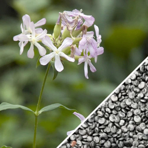 CHUXAY GARDEN Saponaria Officinalis,Soapwort Seed,Boston Pink 50 Seeds Lovely Pink Flowers Native Wildflower Striking Landscaping Plant Easy to Grow & Maintain