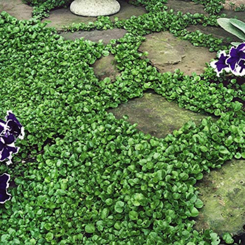 CHUXAY GARDEN Dichondra Repens,Money Grass 100 Seeds Ground Cover Landscaping Rocks Seed New Lawn Easy Care CHUXAY GARDEN Dichondra Repens,Money Grass 100 Seeds Ground Cover Landscaping Rocks Seed New Lawn Easy Care