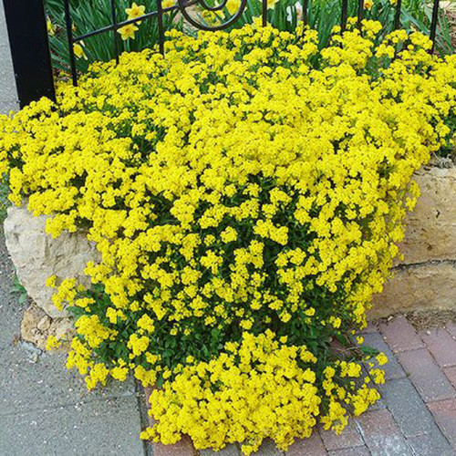 CHUXAY GARDEN Yellow Thymus Serpyllum,Creeping Thyme 100 Seeds Floor Plant Landscaping Rocks Chia Garden Ground Cover Hreb for Planting CHUXAY GARDEN Yellow Thymus Serpyllum,Creeping Thyme 100 Seeds Floor Plant Landscaping Rocks Chia Garden Ground Cover Hreb for Planting