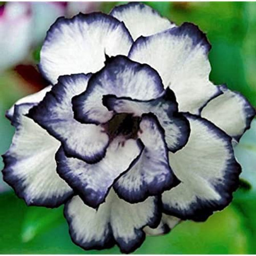 8 Black and White Desert Rose Seeds Adenium Obesum Exotic Tropical Flower Seed Flowers Bloom Perennial, Potted Plant & Bonsai, Easy to Grow-QAUZUY GARDEN 8 Black and White Desert Rose Seeds Adenium Obesum Exotic Tropical Flower Seed Flowers Bloom Perennial, Potted Plant & Bonsai, Easy to Grow-QAUZUY GARDEN