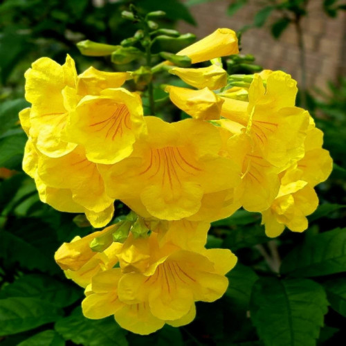 CHUXAY GARDEN Tecoma Stans-Yellow Trumpetbush,Yellow Bells,Yellow Elder,Ginger-Thomas 10 Seeds Flowering Trumpet Vine A Showy Attractive Long-Blooming Accent Shrub Low-Maintenance CHUXAY GARDEN Tecoma Stans-Yellow Trumpetbush,Yellow Bells,Yellow Elder,Ginger-Thomas 10 Seeds Flowering Trumpet Vine A Showy Attractive Long-Blooming Accent Shrub Low-Maintenance