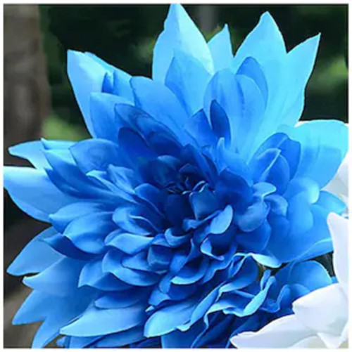 CHUXAY GARDEN Blue Fireball Dahlia-100 Seeds Beautiful Flower Seeds Perennial Plant Hybrid Dahlias Home Garden Rare Striking Landscaping Plant Easily Grow CHUXAY GARDEN Blue Fireball Dahlia-100 Seeds Beautiful Flower Seeds Perennial Plant Hybrid Dahlias Home Garden Rare Striking Landscaping Plant Easily Grow