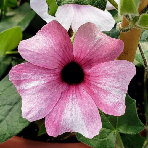 CHUXAY GARDEN Pink Thunbergia Alata-Clockvine,Black-Eyed Susan Vine 10 Seeds Climbing Flowering Herbaceous Plant Ornamental Flower Seed Decor Garden Low-Maintenance