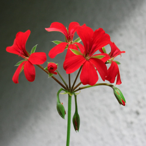 CHUXAY GARDEN Red Pelargonium Peltatum-Cascading Geranium,Ivy-leaved Pelargonium 100 Seeds Native Lovely Flowers Grows for Garden and pots Easy to Grow & Maintain CHUXAY GARDEN Red Pelargonium Peltatum-Cascading Geranium,Ivy-leaved Pelargonium 100 Seeds Native Lovely Flowers Grows for Garden and pots Easy to Grow & Maintain