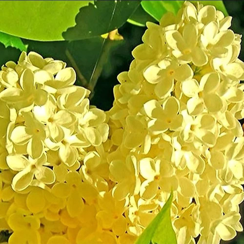 QAUZUY GARDEN 50 Yellow Lilac Seeds Bloom Perennial Fragrant Flower Shrub Bush Accent Plant Striking Privacy Screens Very Hardy Low-Maintenance QAUZUY GARDEN 50 Yellow Lilac Seeds Bloom Perennial Fragrant Flower Shrub Bush Accent Plant Striking Privacy Screens Very Hardy Low-Maintenance