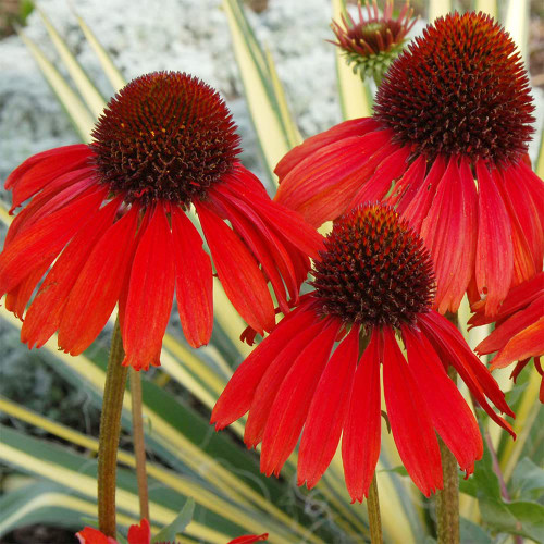 QAUZUY GARDEN 100 Rare Seeds Echinacea 'Firebird' Dark Red Coneflower Impressive Perennial Flower Striking Showy Plant Drought Tolerant Easy to Grow Attract Pollinators