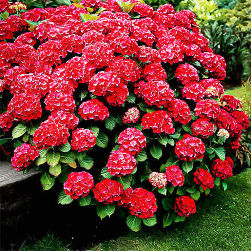 QAUZUY GARDEN 50 Seeds Red Hydrangea Seeds Hortensia Shrub Accent Plant Showy Privacy Screens Striking Flower Tree for Pot Ground Bonsai Easy to Grow QAUZUY GARDEN 50 Seeds Red Hydrangea Seeds Hortensia Shrub Accent Plant Showy Privacy Screens Striking Flower Tree for Pot Ground Bonsai Easy to Grow
