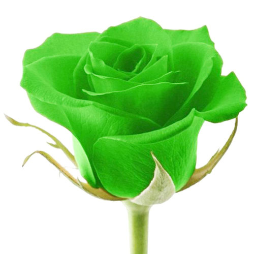 QAUZUY GARDEN 5 Seeds Rare Green Rose Seeds Rosa Bush Shrub Perennial Flower Seeds- Showy Fragrant Flower- Striking Landscape Plant- Attract Pollinators-Easy Grow