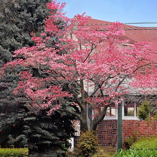 CHUXAY GARDEN Pink Dogwood-Cornus Sanguinea 5 Seeds Striking Landscaping Plant Privacy Plant