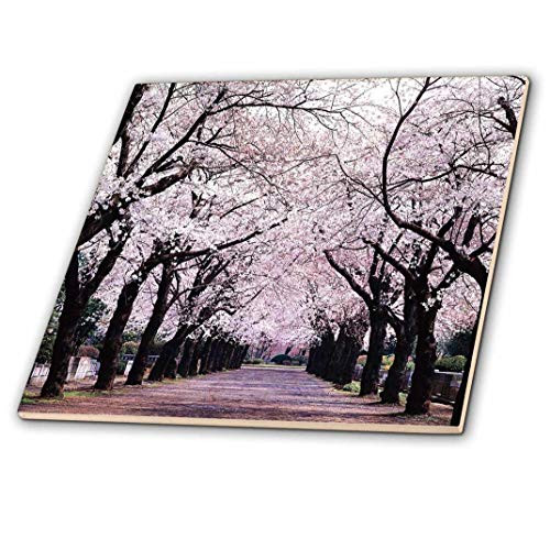 3dRose ct_50970_4 Lined with Cherry Blossom Trees-Ceramic Tile, 12-Inch