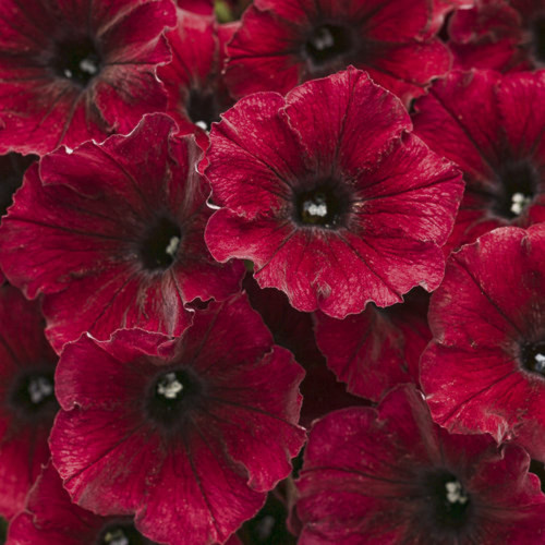 CHUXAY GARDEN Supertunia Black Cherry Petunia Seed 5 Seeds Bright Annual Flowering Plant Perfect for Hanging Basket and Containers CHUXAY GARDEN Supertunia Black Cherry Petunia Seed 5 Seeds Bright Annual Flowering Plant Perfect for Hanging Basket and Containers