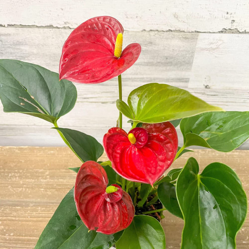 CHUXAY GARDEN Red Anthurium Flower Seed 100 Seeds Rare Flamingo Flower Perennial Flowering Plant Eye-catching Decoration Great Desktop Bonsai CHUXAY GARDEN Red Anthurium Flower Seed 100 Seeds Rare Flamingo Flower Perennial Flowering Plant Eye-catching Decoration Great Desktop Bonsai