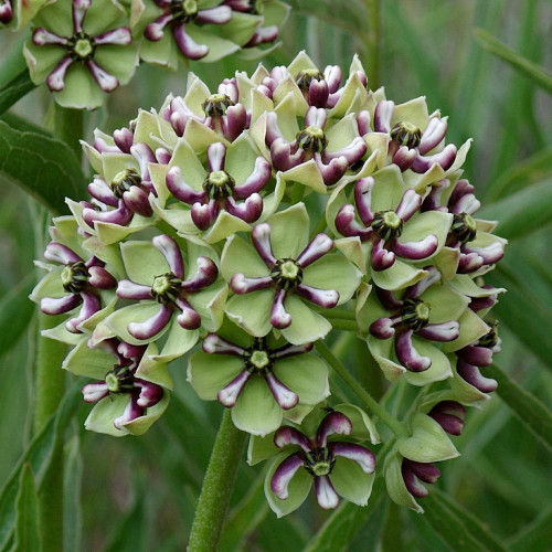 CHUXAY GARDEN 10 Seeds Asclepias Asperula Seed,Antelope-Horns Milkweed,Spider Milkweed Perennial Herb Plant Ground Cover Excellent Addition to Garden CHUXAY GARDEN 10 Seeds Asclepias Asperula Seed,Antelope-Horns Milkweed,Spider Milkweed Perennial Herb Plant Ground Cover Excellent Addition to Garden
