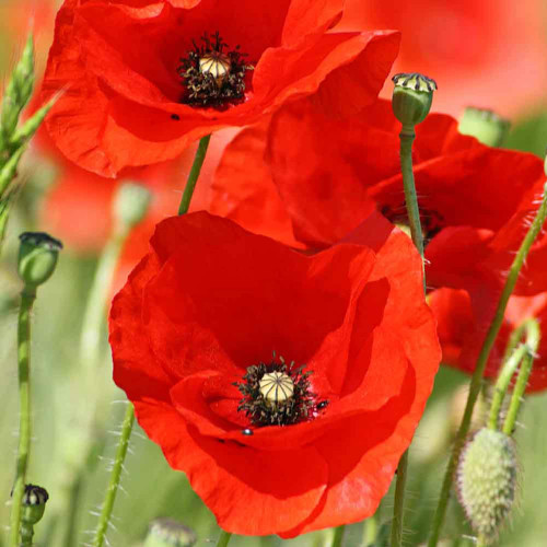 CHUXAY GARDEN Papaver Rhoeas Seed 1000 Seeds Beauty Red Flanders Poppy Ornamental Flowering Plant Attract Butterflies and Bees Annual Wildflower Seeds CHUXAY GARDEN Papaver Rhoeas Seed 1000 Seeds Beauty Red Flanders Poppy Ornamental Flowering Plant Attract Butterflies and Bees Annual Wildflower Seeds