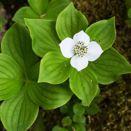 CHUXAY GARDEN 10 Seeds Cornus Canadensis,Bunchberry Seed,Creeping Dogwood, Crackerberry Perennial Herb Plant Landscaping Rocks Ground Cover Easy Care CHUXAY GARDEN 10 Seeds Cornus Canadensis,Bunchberry Seed,Creeping Dogwood, Crackerberry Perennial Herb Plant Landscaping Rocks Ground Cover Easy Care