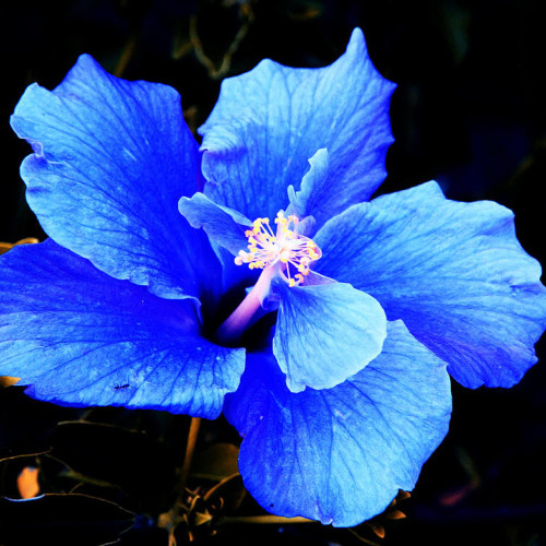 CHUXAY GARDEN Rare Giant Blue Hibiscus Flower Seed 2000 Seeds Big Flowers Ornamental Flowering Plant Spectacular Display Easy Care