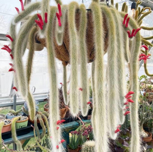 CHUXAY GARDEN 5 Monkey Tail Cactus Seed,Succulent Plants,Cleistocactus Colademononis 5 Seeds Ornamental Flowering Plant Great Desktop Bonsai Perfect for Hanging Basket and Containers CHUXAY GARDEN 5 Monkey Tail Cactus Seed,Succulent Plants,Cleistocactus Colademononis 5 Seeds Ornamental Flowering Plant Great Desktop Bonsai Perfect for Hanging Basket and Containers