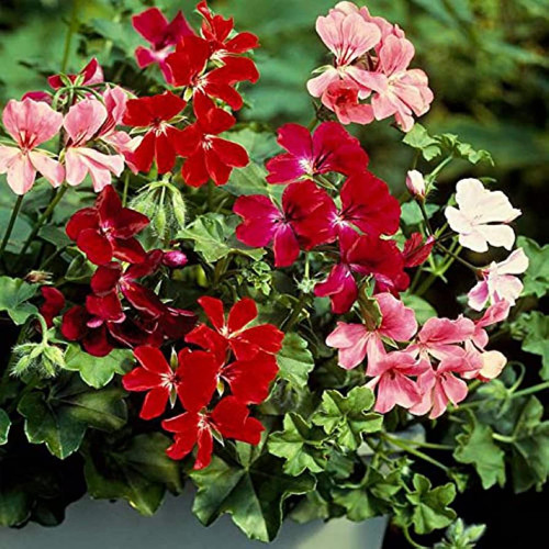 CHUXAY GARDEN Mix Pelargonium Peltatum Seed 100 Seeds Perennial Geranium Flowering Plant Rare Ivy Geranium Excellent Addition to Garden Beautiful Potted Plants CHUXAY GARDEN Mix Pelargonium Peltatum Seed 100 Seeds Perennial Geranium Flowering Plant Rare Ivy Geranium Excellent Addition to Garden Beautiful Potted Plants