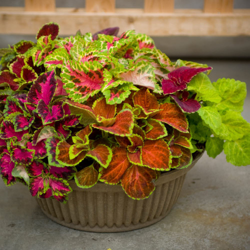 CHUXAY GARDEN Mix Rainbow Coleus Seed 250 Seeds Ornamental Herb Plant Attractive Serrated Pointy Leaves Adding a Decorative Appeal