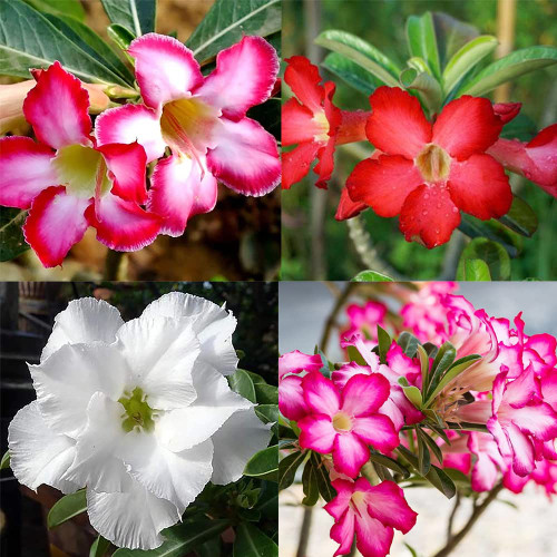 QAUZUY GARDEN 100 Mixed Desert Rose Adenium Obesum Seeds | Premium Non-GMO Heirloom Flower Seeds | Attractive Garden Plant Bonsai | Attract Pollinators & Easy to Grow QAUZUY GARDEN 100 Mixed Desert Rose Adenium Obesum Seeds | Premium Non-GMO Heirloom Flower Seeds | Attractive Garden Plant Bonsai | Attract Pollinators & Easy to Grow