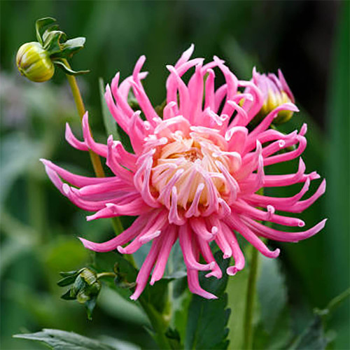 QAUZUY GARDEN 100 Pink Dahlia Seeds, Perennial Tropical Exotic Flowering Plants, Attract Pollinators & Lovely Cut Flowers, Striking Houseplants Gardens Container Plant QAUZUY GARDEN 100 Pink Dahlia Seeds, Perennial Tropical Exotic Flowering Plants, Attract Pollinators & Lovely Cut Flowers, Striking Houseplants Gardens Container Plant
