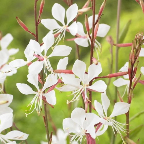 CHUXAY GARDEN White Gaura Seed 100 Seeds Oenothera Lindheimeri Plant Beauty White Flower Ornamental Flowering Plant Great for Garden