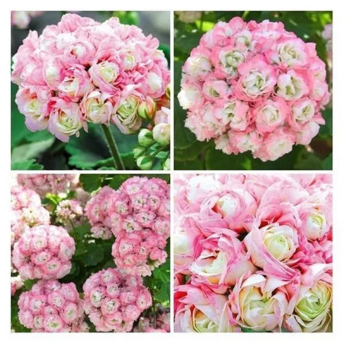 CHUXAY GARDEN Mix Apple Blossom Geranium Flower Seed 20 Seeds Striking Landscaping Plant Beauty Bicolour Flowers Spectacular Display