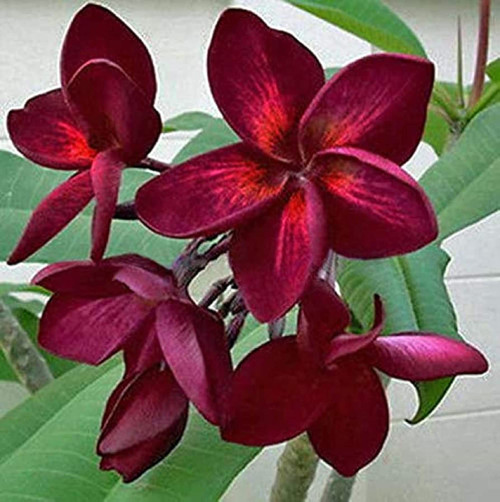 CHUXAY GARDEN Deep Red Plumeria Seed 5 Seeds Perennial Flowers Great Desktop Bonsai an Exciting New Addition
