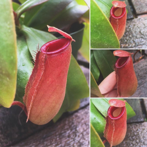 CHUXAY GARDEN Nepenthes Pitcher Plant Seed 100 Seeds Rare Tropical Plant Heat-Tolerant Easy to Grow & Maintain