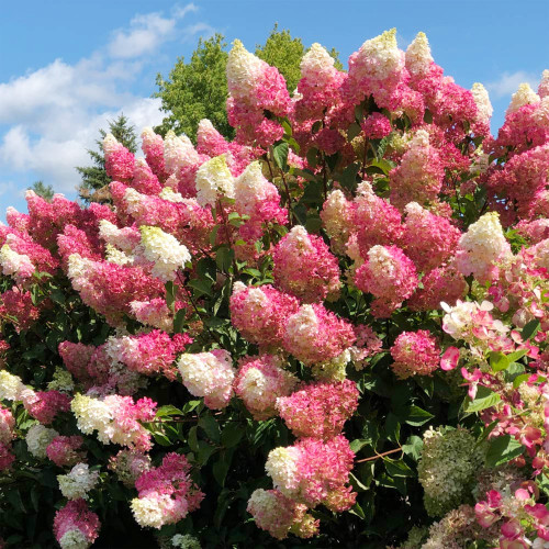 QAUZUY GARDEN Vanilla Strawberry Hydrangea Seeds (Hortensia) 60 Pink Hydrangea Flowers Tree Bush Plants Seeds - Fast-Growing & Attract Pollinators - Showy Accent Privacy Screen QAUZUY GARDEN Vanilla Strawberry Hydrangea Seeds (Hortensia) 60 Pink Hydrangea Flowers Tree Bush Plants Seeds - Fast-Growing & Attract Pollinators - Showy Accent Privacy Screen