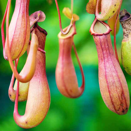 QAUZUY GARDEN 400 Nepenthes Plant Seeds Exotic Tropical Pitcher Plants, Monkey Cups Carnivorous Plant Seeds Perennial Gorgeous Bonsai Garden Pitcher Plant Seeds - Fast Growing