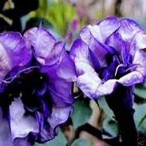 CHUXAY GARDEN 15 Seeds Double Purple Trumpet Seed,Rare Purple Flowers Beautiful Potted Plants CHUXAY GARDEN 15 Seeds Double Purple Trumpet Seed,Rare Purple Flowers Beautiful Potted Plants