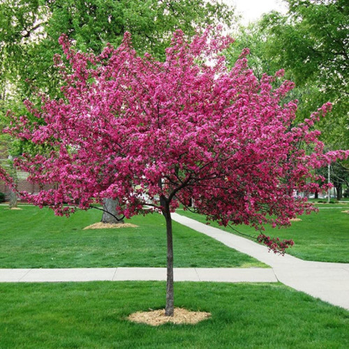 CHUXAY GARDEN Crabapple Trees Seed 30 Seeds Flowering Crabapple Plant Spectacular Display Attract Butterflies and Bees CHUXAY GARDEN Crabapple Trees Seed 30 Seeds Flowering Crabapple Plant Spectacular Display Attract Butterflies and Bees