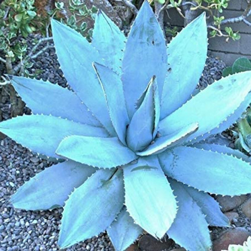 CHUXAY GARDEN Blue Agave Titanota Seed 50 Seeds Hardy Exotic Succulent Plant Great Herb Plant Adding a Decorative Appeal