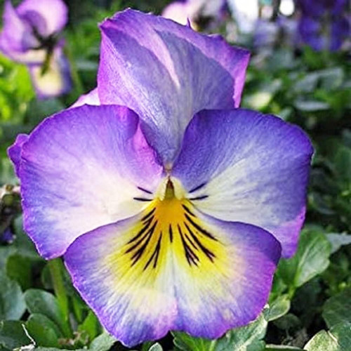 CHUXAY GARDEN Rare Violet Yellow Pansy Flower Seeds for Planting 100 Seeds Heirloom Viola Wittrockiana Flower Ornamental Flowering Plant Adding a Decorative Appeal High Germination Rate CHUXAY GARDEN Rare Violet Yellow Pansy Flower Seeds for Planting 100 Seeds Heirloom Viola Wittrockiana Flower Ornamental Flowering Plant Adding a Decorative Appeal High Germination Rate