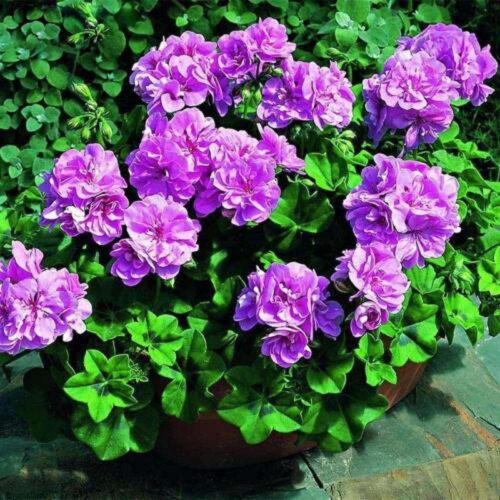 CHUXAY GARDEN Purple Pelargonium Peltatum Seed 50 Seeds Ornamental Flowering Plant Great Ivy Geraniums Plant Beautiful Potted Plants Attract Butterflies and Bees CHUXAY GARDEN Purple Pelargonium Peltatum Seed 50 Seeds Ornamental Flowering Plant Great Ivy Geraniums Plant Beautiful Potted Plants Attract Butterflies and Bees