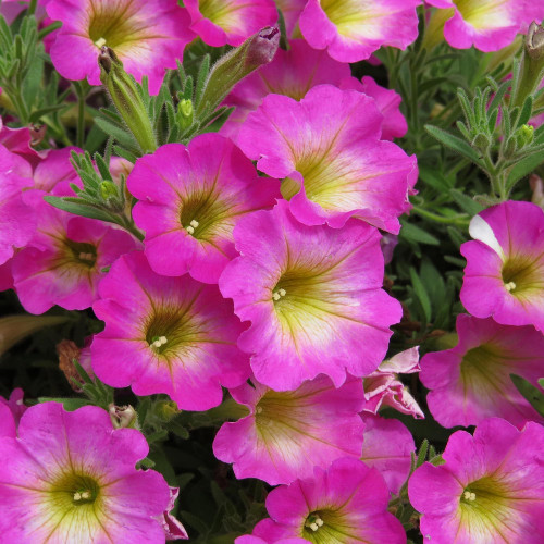 CHUXAY GARDEN Hybrid Petunia Flower Seed 50 Seeds Supertunia Daybreak Charm Petunia Lovely Pink Flowers Showy Flowering Plant Eye-catching Decoration Great for Balcony Garden Yard CHUXAY GARDEN Hybrid Petunia Flower Seed 50 Seeds Supertunia Daybreak Charm Petunia Lovely Pink Flowers Showy Flowering Plant Eye-catching Decoration Great for Balcony Garden Yard