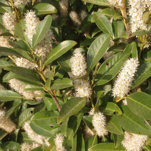 CHUXAY GARDEN 10 Seeds Prunus Laurocerasus Seed,English Laurel,Cherry Laurel,Versailles Laurel Evergreen Shrub Stunning Flowering Plant Highly Fragrant