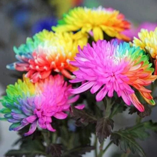 CHUXAY GARDEN Rainbow Chrysanthemum Seed 20 Seeds Colorful Flowers Stunning Flowering Plant Spectacular Display CHUXAY GARDEN Rainbow Chrysanthemum Seed 20 Seeds Colorful Flowers Stunning Flowering Plant Spectacular Display