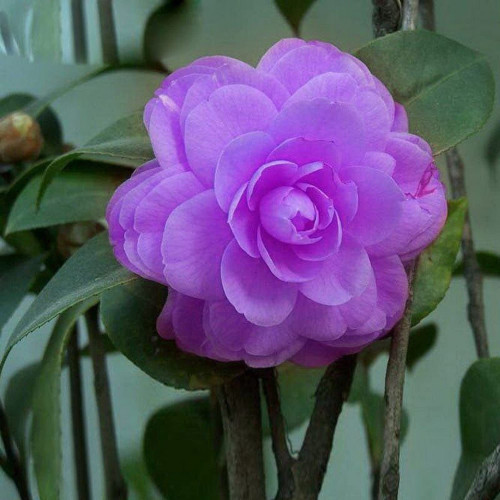 CHUXAY GARDEN Purple Camelia Flower Seed 30 Seeds Showy Display Stunning Flowering Plant Great Courtyard Flower CHUXAY GARDEN Purple Camelia Flower Seed 30 Seeds Showy Display Stunning Flowering Plant Great Courtyard Flower