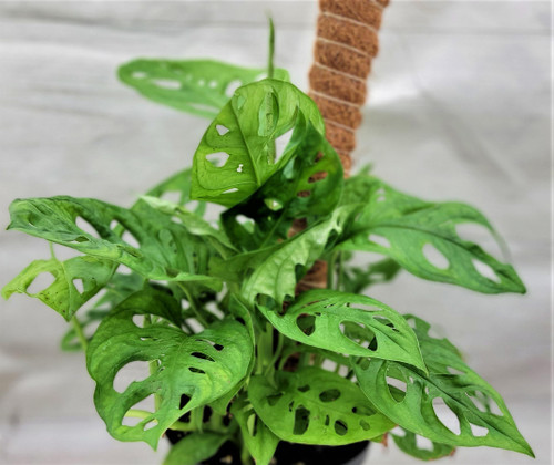 Monstera adansonii,Philodendron Swiss Cheese, Philodendron, Philodendron Swiss Live Plant (4" Pot) by 3exoticgreen