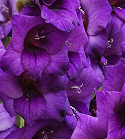 USA Made and Shipped from, Large Bulbs, Attractive Purple Passion Mixed Gladioli (3) Beautiful Flowering Perennials, Sword Lily, Gladiolus Bulbs USA Made and Shipped from, Large Bulbs, Attractive Purple Passion Mixed Gladioli (3) Beautiful Flowering Perennials, Sword Lily, Gladiolus Bulbs