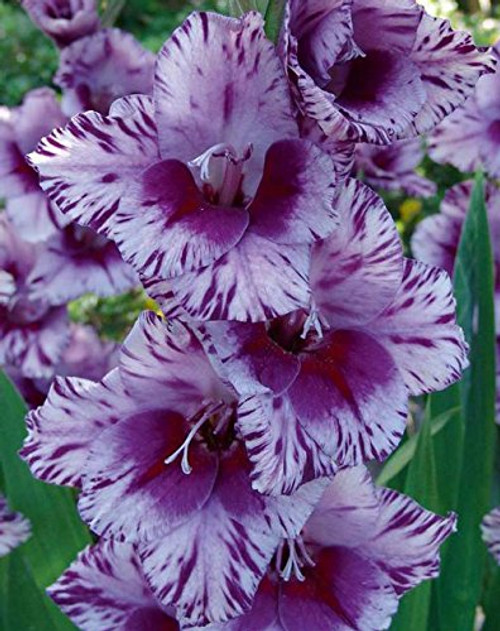 (2) Extra Large Bulbs Spectacular Large Flowering Bullbs Gladiolus Purple, Lavender & White Passos Gladioli,Sword Lily Plant, Start, Root (2) Extra Large Bulbs Spectacular Large Flowering Bullbs Gladiolus Purple, Lavender & White Passos Gladioli,Sword Lily Plant, Start, Root