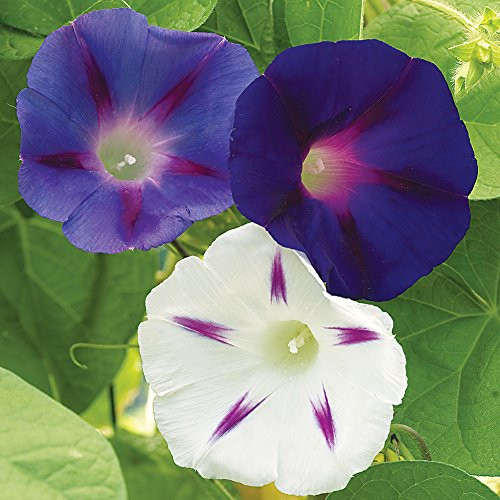 Burpee Celestial Mix Morning Glory Seeds 50 seeds