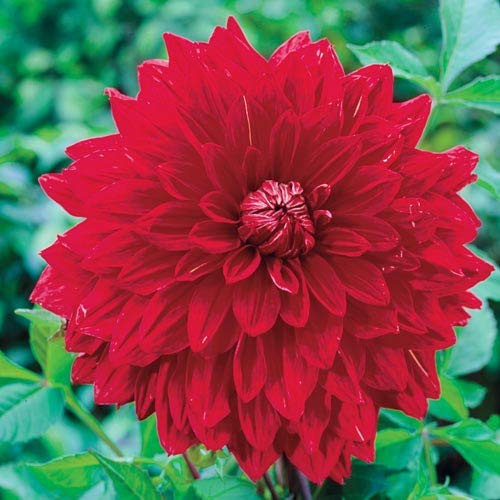 The Big Wow Dinnerplate Flowering Dahlia Bulb, Plant, Root, Flower, SeedsBulbsPlants&More The Big Wow Dinnerplate Flowering Dahlia Bulb, Plant, Root, Flower, SeedsBulbsPlants&More