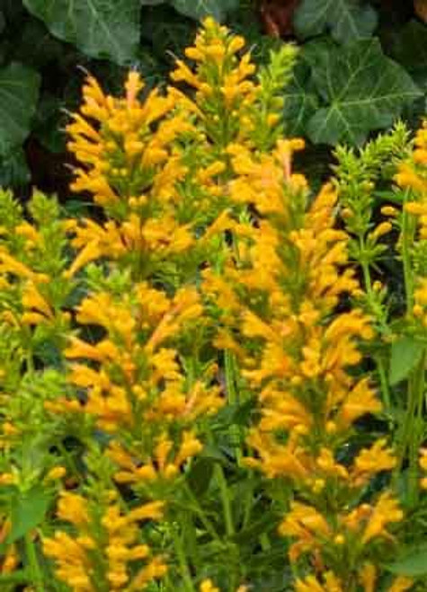 Spectacular Flowering Agastache Kudos Gold Starter Plant, Great as a Accent Plant Spectacular Flowering Agastache Kudos Gold Starter Plant, Great as a Accent Plant