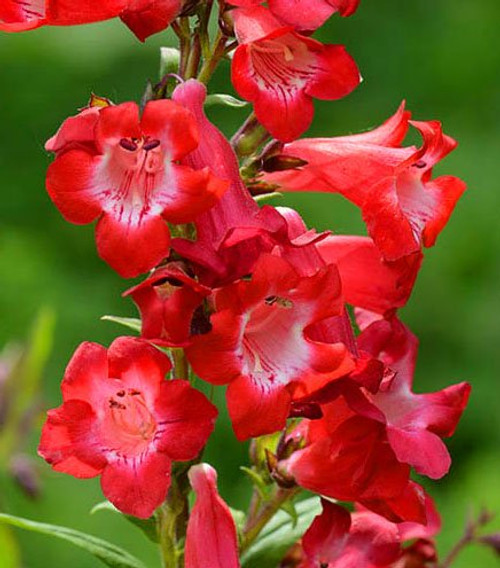 Spectacular Flowering Penstemon Cherry Sparks Starter Plant, Great as a Accent Plant Spectacular Flowering Penstemon Cherry Sparks Starter Plant, Great as a Accent Plant